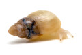 Leptinaria sp. juvenil